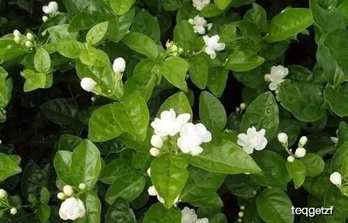 七月份，修剪茉莉花正当时