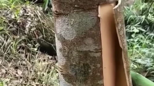 桂皮是桂树的皮？这种调料原来是这样来的
