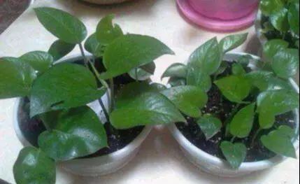 爱心果种植指南：哪种土壤最适合养护？轻松养出爱心果！