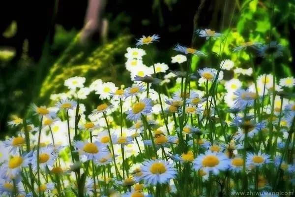 3. 南非雏菊——多变的花型， 鲜艳的色彩