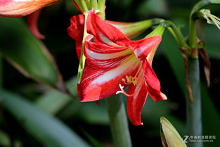 白肋朱顶红：粉嫩的颜色， 独特的条纹