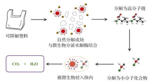 治理蓝藻，生物降解法效果如何