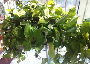 青春素（活力营养液）