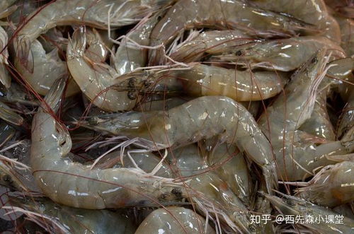 南美白对虾价格波动较大，受季节、供需等因素影响