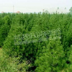 白皮松的绿化作用