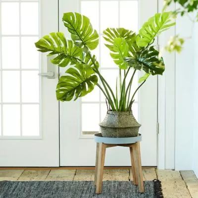 室内植物有哪些？这几种既好看又好养活