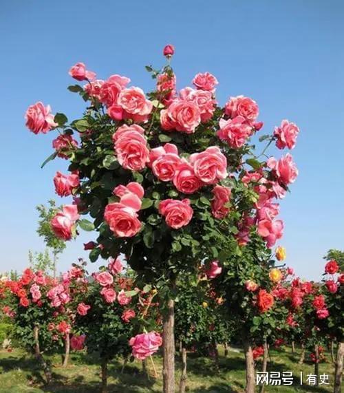 修剪技巧，跟我学！