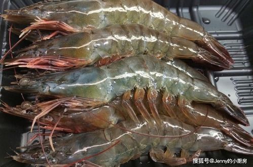 南美虾突然不吃料怎么办？新手必看的5大原因及应对方案有哪些？