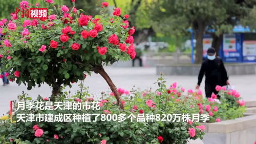 月季花开满娄底，哪种月季蕞适合城市道路绿化？