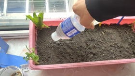 西红柿：酸甜可口的美味