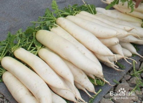 萝卜：耐低温的佳品