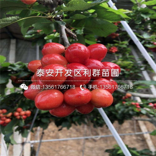 购买樱桃种子的避坑经验分享