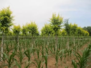 产区苗圃直营店
