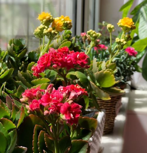 夏天映山红多久浇一次水？夏季浇水有什么特别方法