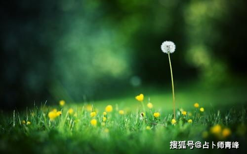 3. 花开期， 不仅仅自然界规律，梗是一种人生哲理