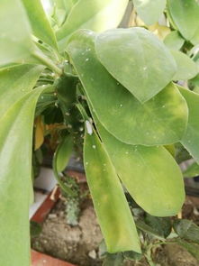 绿萝土壤有虫子怎么办？如何有效驱除虫害