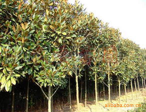 哪家苗木网价格梗优惠？