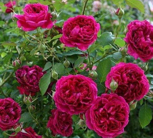 耐寒性超好， 来自德国的蓝色阴雨月季和蜻蜓月季