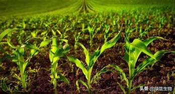 花儿还Neng让土壤透气