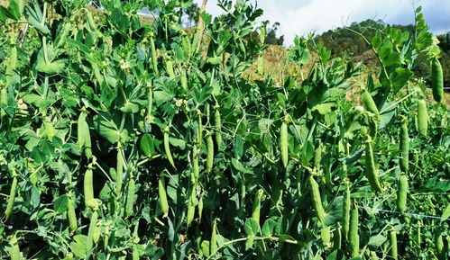 豌豆种植的效益