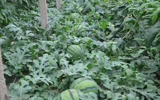 那甲霜灵3怎么用呢？