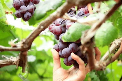 野生茶油VS人工种植：哪一种更胜一筹？
