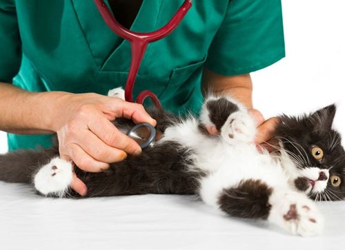 猫咪误食百草枯和除草剂的严重后果