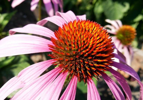 红花草的种植与养护