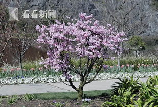 美人梅根系发达，为何生长速度惊人