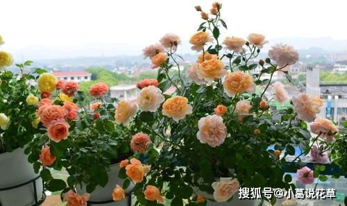 秋天饮食宜坚持少辛多酸， 防范疾病