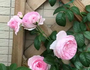 一、盆土要备好