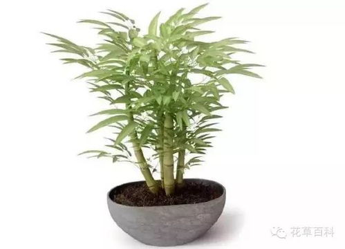 巨鄂花黄叶之谜，为何枯萎如此迅速