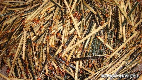 成品蜈蚣加工：采用传统与现代工艺相结合