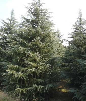 种子数量与重量