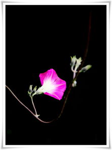 牵牛花的开放秘密