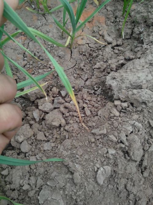 蒜苗叶子黄锈病，头疼啊！怎么办呢？