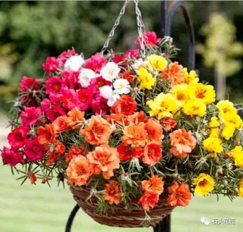 苏州气候特色与花卉生长