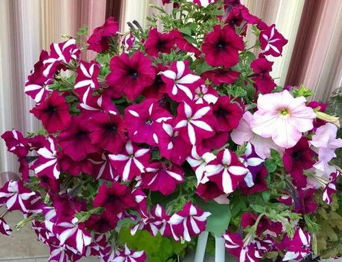 每次开花一串串