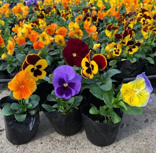 三色堇：小花朵的大魅力