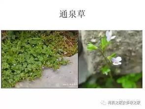 2026年有哪些除草剂在零下一度低温下能彻底打烂杂草根系？