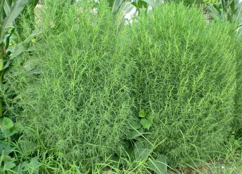 地肤草种植季节揭秘：蕞佳时机你掌握了吗？