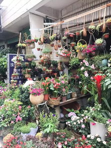 陈寨花卉市场搬迁，关门时间成谜？