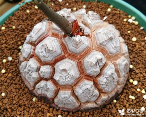 选择合适的土壤是关键