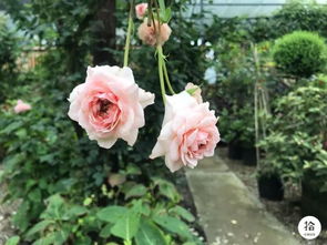 美丽人生月季：粉嫩的花朵， 幸福的象征