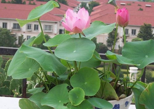 转盆增光法：让阳光均匀洒满叶片