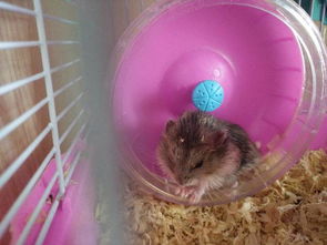 没事，仓鼠是兽类，又不是昆虫，当然可Neng也会有小中毒，多给点吃的就好了。