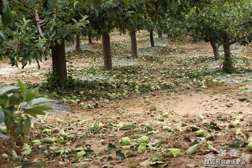果树施什么肥料最好？如何根据不同果树种类和生长阶段正确施肥
