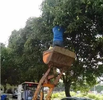 路边的常见绿化植物