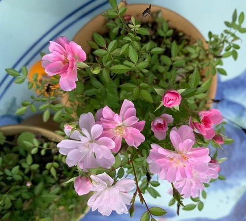 十大名贵月季品种