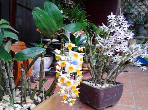 石斛长芽，如何正确扦插